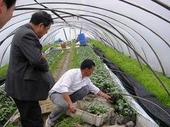 冠辰塑料厂-知名的西瓜专用膜供应商，莱芜西瓜专用