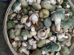 昆明价格超值的青头菌哪里买，低价青头菌