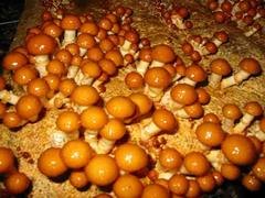 热门滑子菇——哪里有供应价位合理的滑子菇