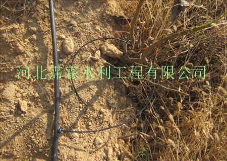 海南橄榄树滴灌灌溉|滴灌管