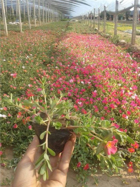 合理的【五一草花.国庆草花】价格基地批发