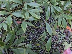 金丝楠木种子 供应商哪家好：楠木种子价格如何