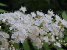 亚洲北部的 珍珠梅种植基地 珍珠梅价格
