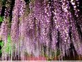 特色品种【紫藤种植基地 紫藤价格】