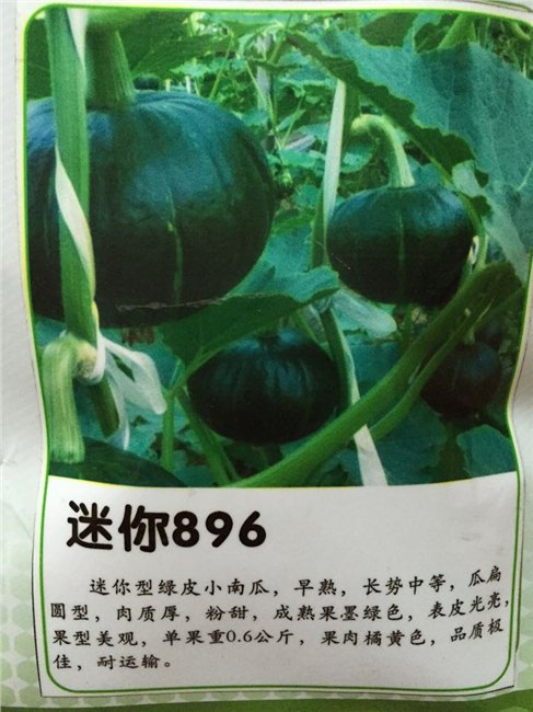 南瓜种子 迷你小南瓜种子  小南瓜种子价格---