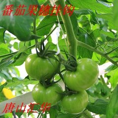 番茄果穗挂钩
