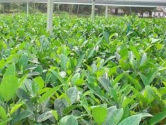 海南菠萝蜜树苗——好种植的菠萝蜜树苗出售