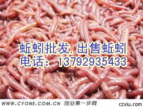 活蚯蚓,卖蚯蚓,冰冻蚯蚓,蚯蚓蚯蚓批发,出售蚯蚓