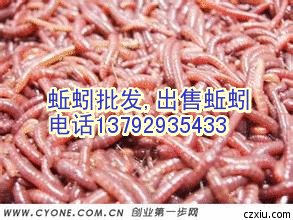 出售蚯蚓,卖蚯蚓,活蚯蚓,大蚯蚓,黑蚯蚓,干蚯蚓,红蚯蚓