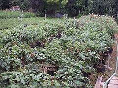 【咨询】（黄杨球）50-150公分【种植基地】培