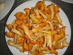 昆明哪里有鸡油菌供应 鸡油菌批发代理加盟