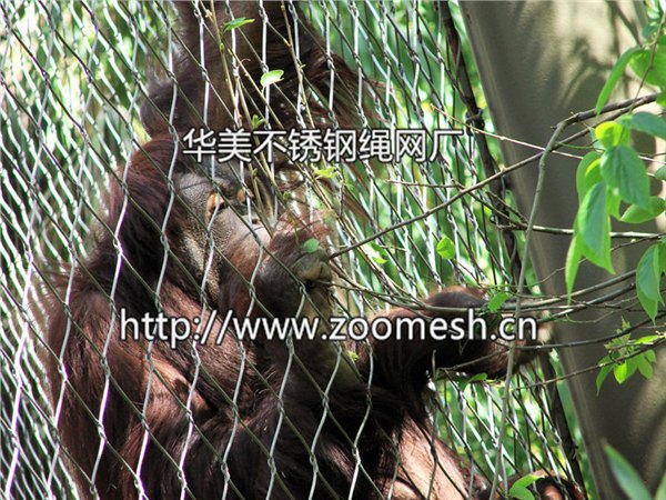 不锈钢绳编织网|专业不锈钢丝绳网是由华美提供