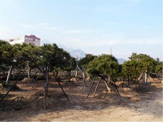 优质的造型景松_买造型景观松找山东弘宝农林