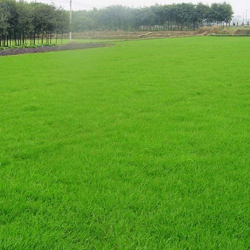 合肥尼马拉草坪种植【优质价廉】合肥尼马拉草坪报价