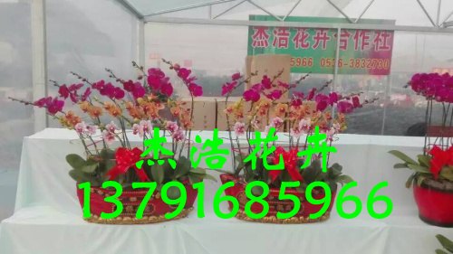 蝴蝶兰批发价格