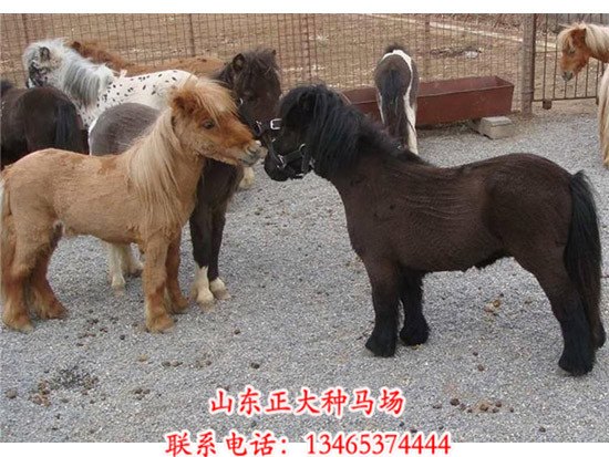 大量供应肉食马 正大种马场