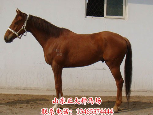 长期出售阿拉伯纯血马 正大种马场