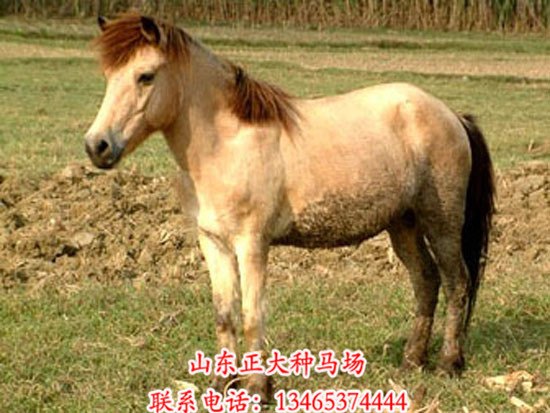 优质欧洲矮马批发采购 欧洲矮马供货商