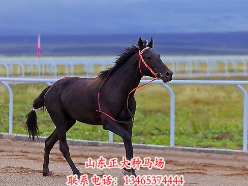 山东哪里能买到纯种伊犁马