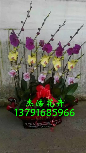 青州蝴蝶兰批发