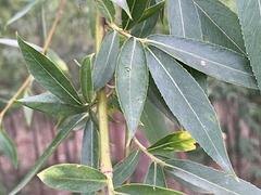 苗农在线供应旱柳 园林绿化苗木柳树 价格优惠