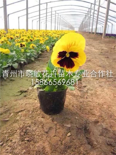 河北草花批发价格