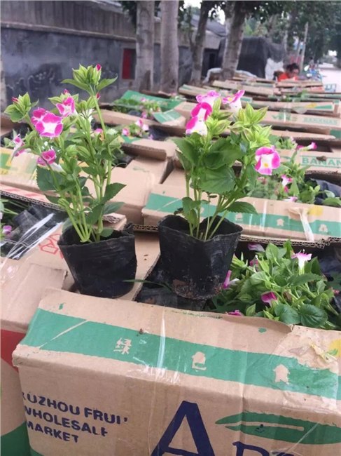 石家庄绿化草花批发