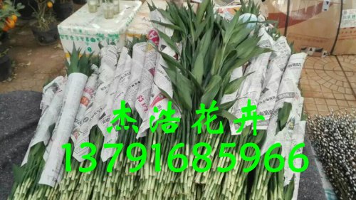 青州富贵竹批发价格