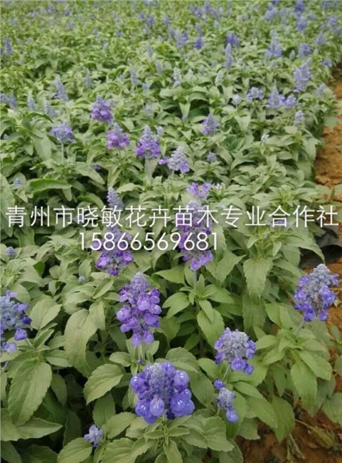 河北宿根草花价格 河北草花价格