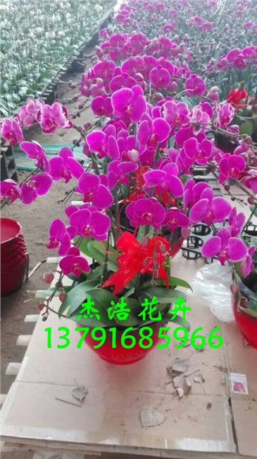 山东蝴蝶兰供应价格