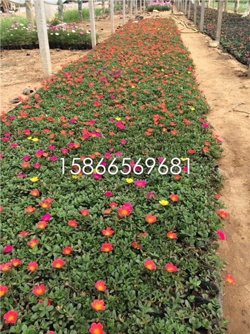 河北春季草花批发  春季草花批发基地