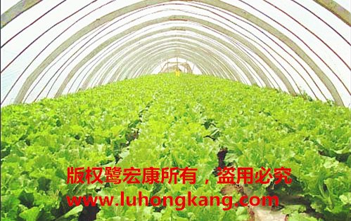【鹭宏康】如何种植大栅蔬菜