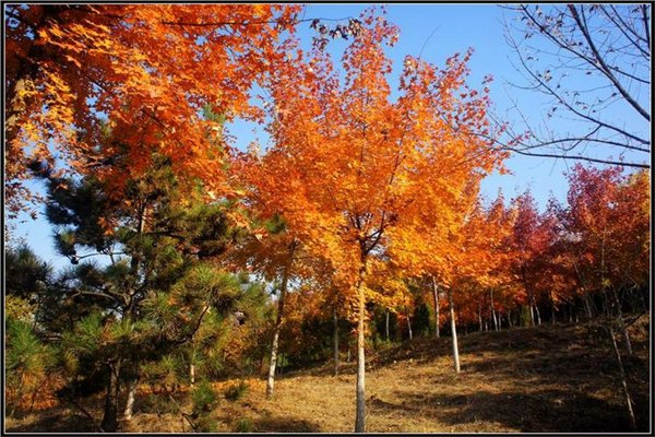 {@3-5公分黄栌、3公分黄栌批发、山东黄栌基地