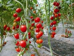 西红柿种子要上哪买——种植蔬菜种子