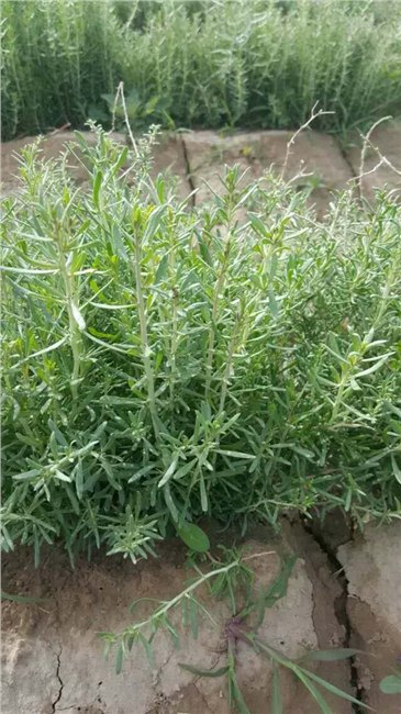 秦皇岛黑枸杞苗种植经验分享※鹤岗黑枸杞苗价格