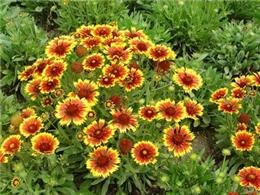 山东草花天人菊基地