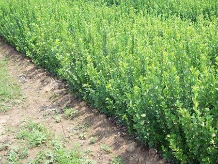 卫矛种植基地~宿根福禄考~花叶芒种植基地【森源】