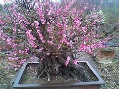 【福禄寿】春节应景花卉基地【山东梅花种植基地】山