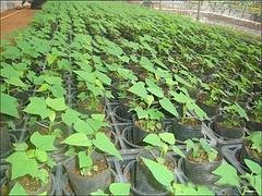 三亚组培木瓜苗 高质量的组培木瓜苗出售