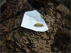 福州一流的白蚁灭治哪里找_莆田白蚁灭治