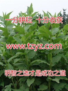 江洲山东牧草 供应周全农业口碑好的牧草品种籽粒苋