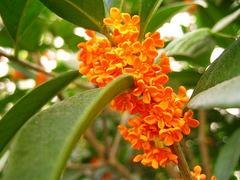 大量出售江西绿化苗木_价格实惠的赣州绿化苗木