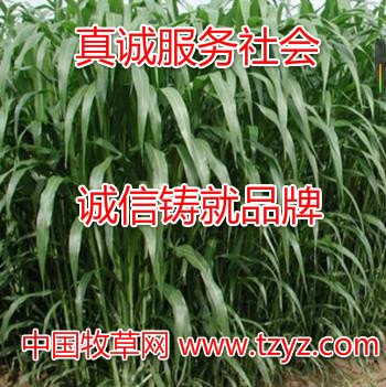 养鱼的牧草品种推荐 山东新泰周全农业
