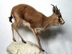 想买优惠的兽类剥制标本，就到福州森艺生态|供应兽