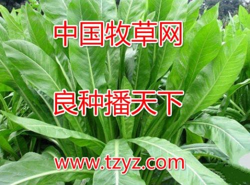 养鸡的牧草种子 山东新泰周全农业
