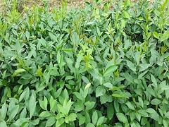 文昌柠檬苗|购买北京柠檬苗就选海南桂芝源