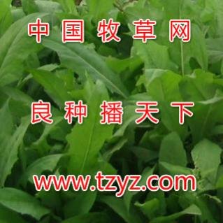 养鹅的苦荬菜种子菊苣种子高丹草种子