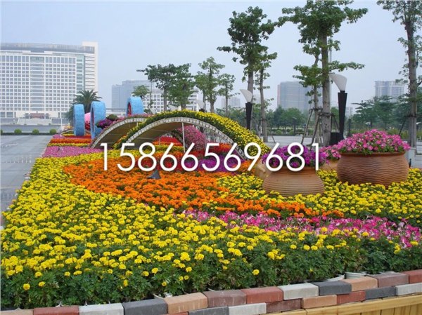 供应山东黑心菊价格宿根草花基地批发绿化黑心菊