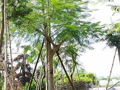苗农在线供应凤凰木价格 园林绿化苗木