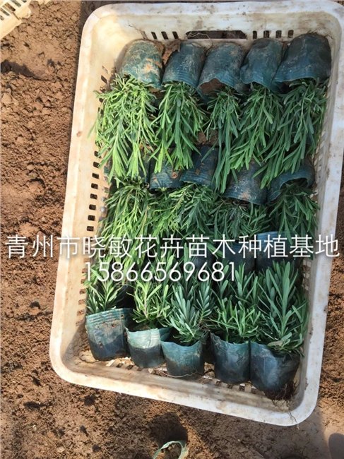 成活率高的薰衣草 哪里有卖贵州贵阳广东浙江成都重庆石家庄价格
